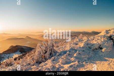 Alberi congelati. Paesaggio invernale al tramonto con pini innevati in colori viola e rosa. Fantastica scena colorata con cielo suggestivo Foto Stock