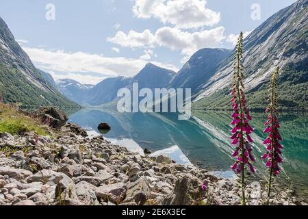 Digitale rosa che cresce sulla riva del lago Jolstravatnet vicino Parco Nazionale di Jostedalsbreen in Norvegia Foto Stock