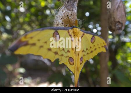 Madagascar, Est, Andasibe-Mantadia parco nazionale, farfalla luna, cometa (Argema mittrei) appeso da un bozzolo Foto Stock