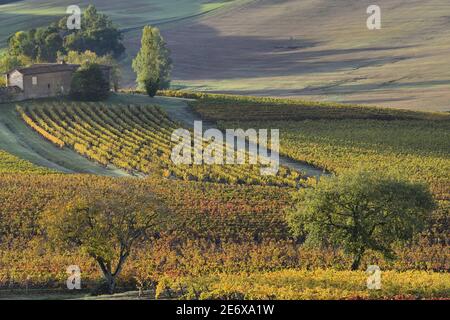 Francia, Tarn, Lisle sur Tarn, vigneti Gaillac in autunno Foto Stock