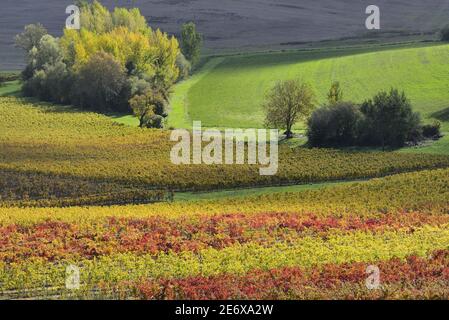 Francia, Tarn, Lisle sur Tarn, vigneti Gaillac in autunno Foto Stock
