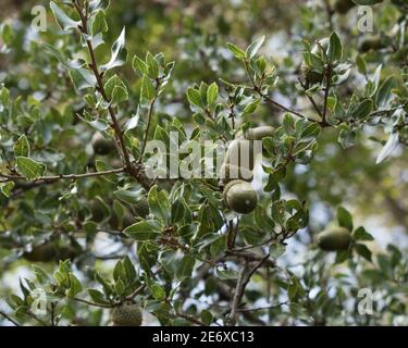 Ghiande verdi su ramo di quercia in foresta. Vista in primo piano su frutti di quercia e foglie su sfondo verde. Foto Stock