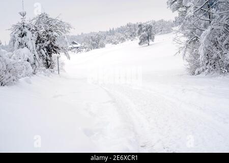 Un sentiero attraverso un paesaggio invernale con neve profonda con alcuni alberi che crescono casualmente su entrambi i lati del sentiero. Sullo sfondo ci sono pascoli. Foto Stock