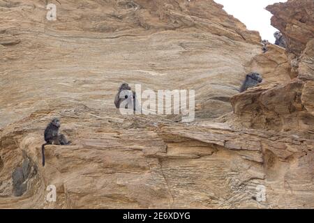 Namibia, deserto del Namib, fiume Hoamid, baboon Chacma, (Papio ursinus) Foto Stock