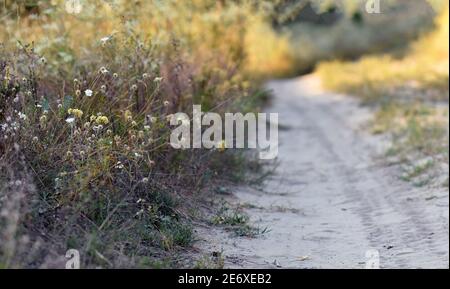 Insetti sulla pianta Foto Stock