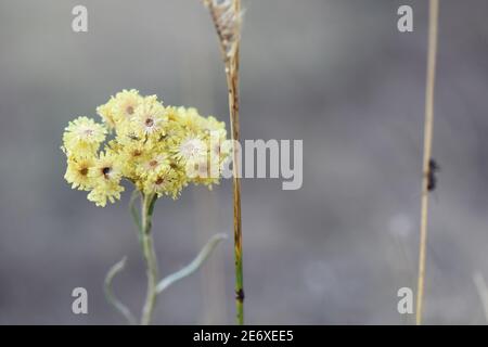 Insetti sulla pianta Foto Stock