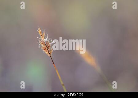 Insetti sulla pianta Foto Stock