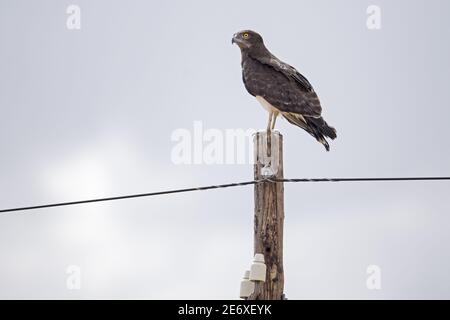 Namibia, Parco Nazionale di Etosha, Aquila di serpente dalla parte nera (Circaetus pectoralis) Foto Stock
