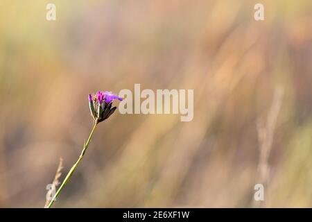 Insetti sulla pianta Foto Stock