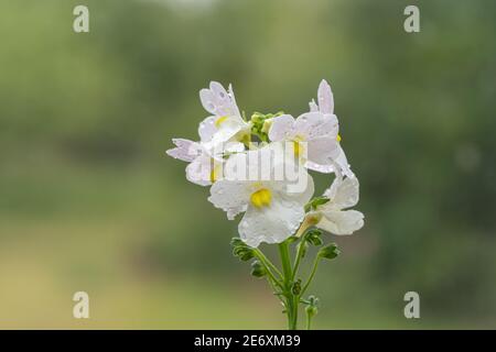 Macro shot di vaniglia wisley fiori nemesia in fiore Foto Stock