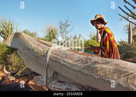 Ifaty, Madagascar - 01 maggio 2019: Uomo malgascio sconosciuto che trasporta un grande pezzo di legno sul suo carrello trainato da bestiame zebù, da utilizzare come barca da pesca, ba Foto Stock