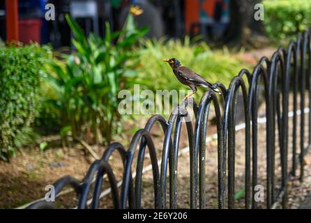 Myna uccello seduto su una recinzione Foto Stock