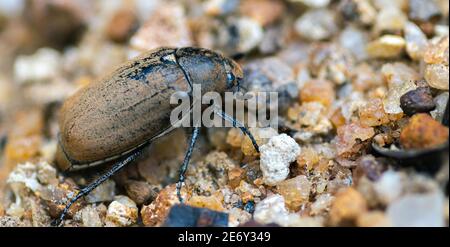 Grande vecchio castano Beetle sul terreno sabbioso, insetti impressionante macro fotografia Foto Stock