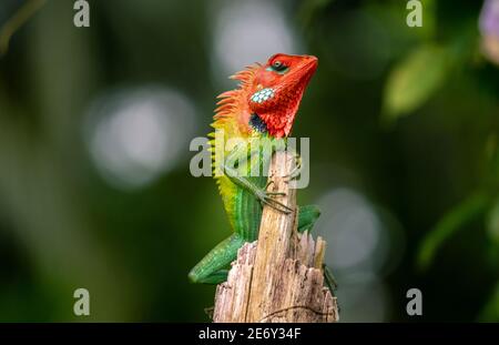 Bella lucertola verde giardino salire e sedersi sulla cima del tronco di legno come un re della giungla, testa luminosa arancione-colorato e forte giallognolo s Foto Stock