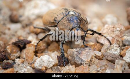 Grande vecchio castano Beetle sul terreno sabbioso, insetti impressionante macro fotografia Foto Stock