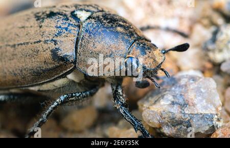 Grande vecchio castano Beetle sul terreno sabbioso, insetti impressionante macro fotografia Foto Stock