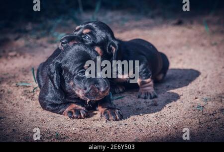 Due cuccioli di cane Badger di due settimane che giocano nel cortile di ghiaia in serata, sono appena nati e coperti di piccola pelliccia nera, a lunga corposo p Foto Stock