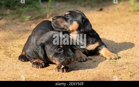 Due cuccioli di dachshund neonati di due settimane che giocano all'aperto cortile di sera, la luce del sole che colpisce i loro volti come tremano e condividono il calore del thei Foto Stock