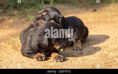 i cuccioli di cani badger che giocano all'aperto mentre scoprono il mondo per la prima volta, abbracciano il calore del sole serale, si guardano gli uni agli altri, fami Foto Stock
