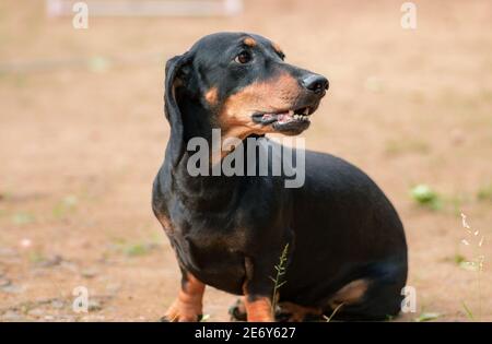 Arrabbiato-guardando il cane maturo badger maschile seduto e abbaiare, isolato foto del cane presa sulla terra sabbiosa. Queste a lungo corposo-zampe di obbedienza domestica Foto Stock