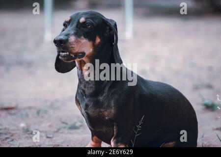 Arrabbiato-guardando il cane maturo badger maschile seduto e abbaiare, isolato foto del cane presa sulla terra sabbiosa. Queste a lungo corposo-zampe di obbedienza domestica Foto Stock