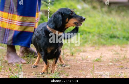 Carino cane animale domestico dachshund che gioca con il maestro, tenendo guinzaglio cani, sessione di addestramento cane nel cortile posteriore. Foto Stock