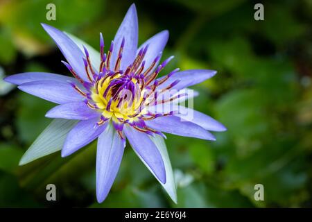 Nymphaea Colorata giorno fiore giglio d'acqua in fiore e hanno blu scuro a viola petali di colore, bello fiore acquatico primo piano macro foto, ha un grande Foto Stock