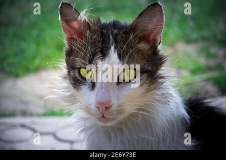 tramp cat Foto Stock