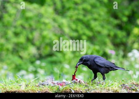 Carrion Crow [ Corvus corone ] mangiare un coniglio morto Foto Stock