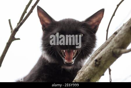 Sibilo del gatto e faccia spaventosa guardando la telecamera dall'alto in una vista ravvicinata del ramo, emozione molto aggressiva e pericolosa del gatto, piccolo Dracu Foto Stock