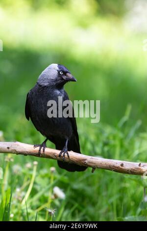 Jackdaw [ Corvus monidula ] su ramo su fuori mettere a fuoco l'erba Foto Stock