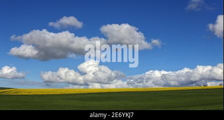 Vista incantevole dei campi di canola in fiore sotto un cielo blu con le nuvole Foto Stock
