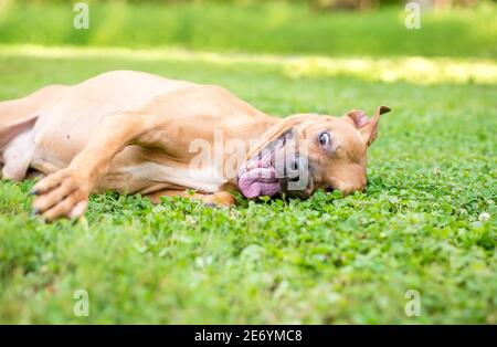 Un Pit Bull Terrier razza mista cane che rotola nel erba con un'espressione divertente sul viso Foto Stock