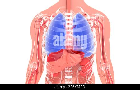 illustrazione 3d del corpo umano, che mostra l'anatomia interna su una silhouette. Evidenziazione (ingrandimento) del sistema respiratorio, Foto Stock