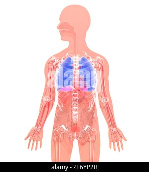 illustrazione 3d dell'interno del corpo umano su una silhouette. Evidenziando il sistema respiratorio, i polmoni e il cuore. Foto Stock