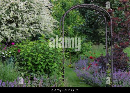 Scena tranquilla di un salice ornamentale giapponese, variegato in piena fioritura con rose, menta, idrangee in un giardino del Midwest. Foto Stock