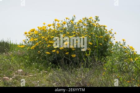 un grande grumo di margherite della corona sorge sopra un'abbondanza di erbe e altri fiori selvatici su una collina nel primavera nel deserto di negev in israele Foto Stock