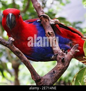 Pappagallo rosso femminile di eclectus in una posa di forza al parco naturale di conservazione di Habitat in Port Douglas, Queensland Australia Foto Stock