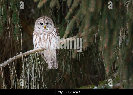 Un gufo sbarrato perches in un albero di pino, alla ricerca di un pasto, alla Lynde Shores Conservation Area in Whitby, Ontario. Foto Stock