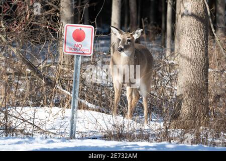 Un cervo dalla coda bianca ignora un segno di No Tresspassing presso la Lynde Shores Conservation Area a Whitby, Ontario. Foto Stock