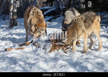 Confezione di Lupi grigi (Canis lupus) Strappare nella carcassa del cervo della coda bianca Inverno - animali in cattività Foto Stock