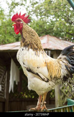 Gallo bianco canta su una recinzione di legno. Isolamento. Foto Stock