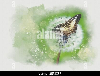 Atterraggio farfalla su una testa di seedhead dente di leone, illustrazione Foto Stock