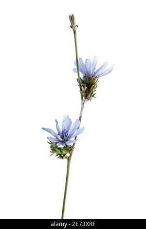 Fiori di cicoria (Cichorium intybus) Foto Stock