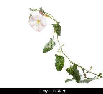 Campo centinodia (Convolvulus arvense) Foto Stock