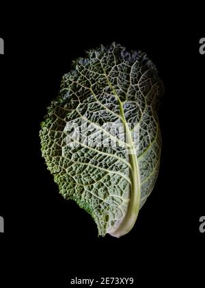 Cavolo sabauda (Brassica oleracea var. sabauda) Foto Stock