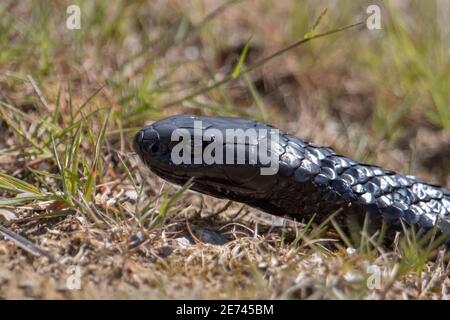 tiger serpente noteche testa scutatus sparato su campo erba nord tasmania occidentale australia Foto Stock