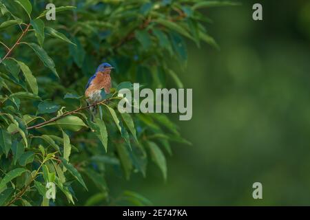 Maschio orientale bluebird arroccato in un chokecherry alla ricerca di insetti. Foto Stock