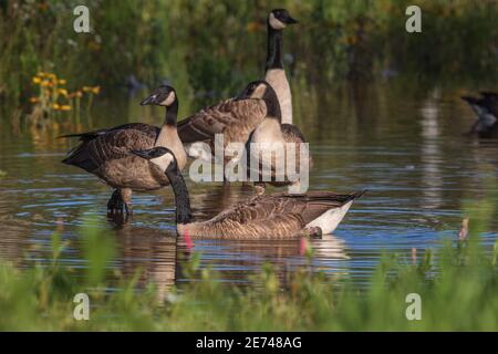 Famiglia di oche canadesi in una zona umida nel Wisconsin settentrionale. Foto Stock