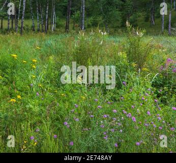 Fiori selvatici che crescono nel Wisconsin settentrionale. Foto Stock